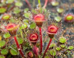 Image result for Drosera