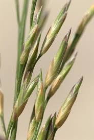 Attēlu rezultāti vaicājumam “Molinia caerulea”