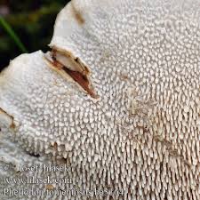 Attēlu rezultāti vaicājumam “Phellodon tomentosus”