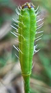 Attēlu rezultāti vaicājumam “Papaver argemone leaf”