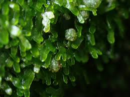 Attēlu rezultāti vaicājumam “Riccardia latifrons”