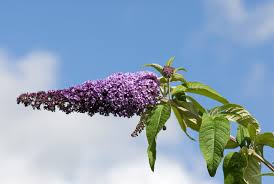 Image result for Buddleja davidii