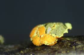 Attēlu rezultāti vaicājumam “Physarum contextum spores”