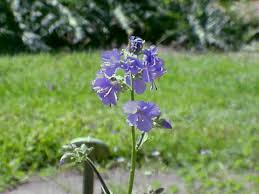 Image result for Polemonium coeruleum