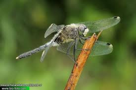Attēlu rezultāti vaicājumam “Leucorrhinia albifrons female”
