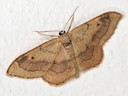 Attēlu rezultāti vaicājumam “Idaea aversata”