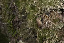 Attēlu rezultāti vaicājumam “Troglodytes troglodytes nest”