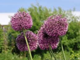 Image result for Zierlauch