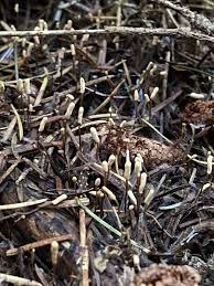 Attēlu rezultāti vaicājumam “Heyderia abietis”