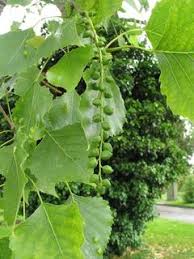 Attēlu rezultāti vaicājumam “Populus x canadensis”