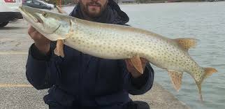 Image result for Esox masquinongy