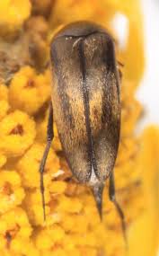 Attēlu rezultāti vaicājumam “Mordellidae”