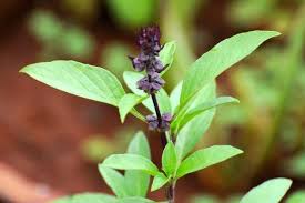 Image result for Ocimum basilicum
