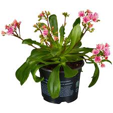 Image result for Bitterwurz