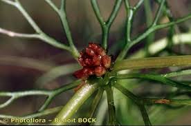 Attēlu rezultāti vaicājumam “Ceratophyllum submersum leaf”