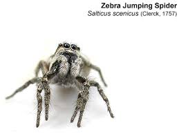 Attēlu rezultāti vaicājumam “Salticidae”
