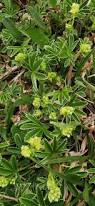 Attēlu rezultāti vaicājumam “Alchemilla subcrenata  flower”