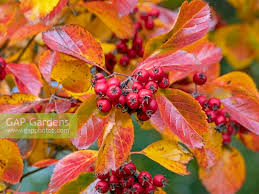 Attēlu rezultāti vaicājumam “Crataegus persimilis”