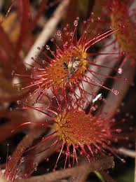 Attēlu rezultāti vaicājumam “Drosera anglica flower”