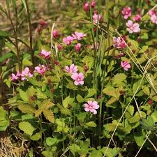 Attēlu rezultāti vaicājumam “Rubus arcticus”