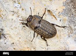 Attēlu rezultāti vaicājumam “Opatrum sabulosum”