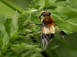 Attēlu rezultāti vaicājumam “Leucozona lucorum”