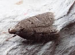 Attēlu rezultāti vaicājumam “Luquetia lobella”