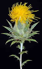 Image result for Carthamus tinctorius