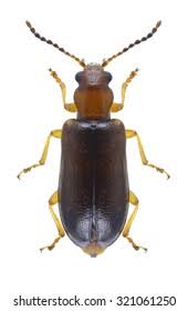 Attēlu rezultāti vaicājumam “Orsodacne cerasi”