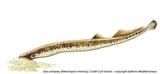 Image result for Petromyzon marinus