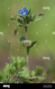 Attēlu rezultāti vaicājumam “Veronica arvensis flower”