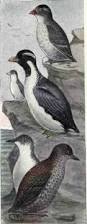 Image result for Synthliboramphus antiquus