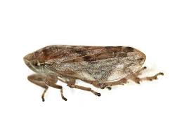 Attēlu rezultāti vaicājumam “Philaenus spumarius”