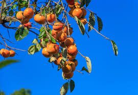 Image result for sharon fruit