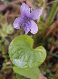 Attēlu rezultāti vaicājumam “Viola epipsila”