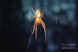 Attēlu rezultāti vaicājumam “Metellina segmentata”