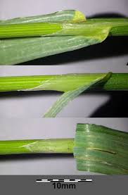 Attēlu rezultāti vaicājumam “Poa trivialis leaf”