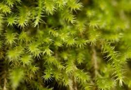 Attēlu rezultāti vaicājumam “Lophozia capitata”