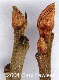 Attēlu rezultāti vaicājumam “Frangula alnus bud”