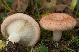 Attēlu rezultāti vaicājumam “Lactarius”