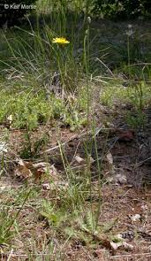 Attēlu rezultāti vaicājumam “Hypochaeris radicata fruit”