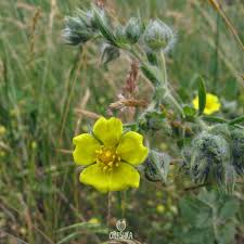 Attēlu rezultāti vaicājumam “Potentilla argentea bud”