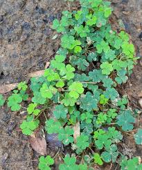 Attēlu rezultāti vaicājumam “Oxalidaceae”