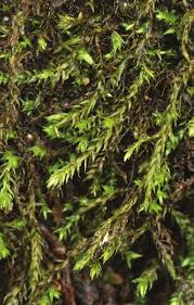 Attēlu rezultāti vaicājumam “Hygroamblystegium tenax”