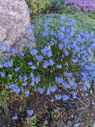 Attēlu rezultāti vaicājumam “Campanula rotundifolia”