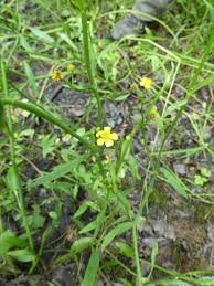 Attēlu rezultāti vaicājumam “Ranunculus flammula leaf”
