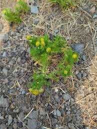 Attēlu rezultāti vaicājumam “Matricaria discoidea flower”