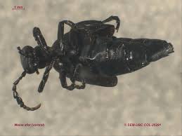 Attēlu rezultāti vaicājumam “Meloe sp. imago”