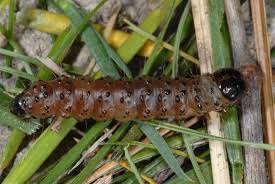 Attēlu rezultāti vaicājumam “Apamea monoglypha”