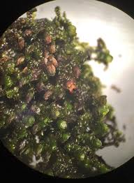 Attēlu rezultāti vaicājumam “Frullania dilatata”